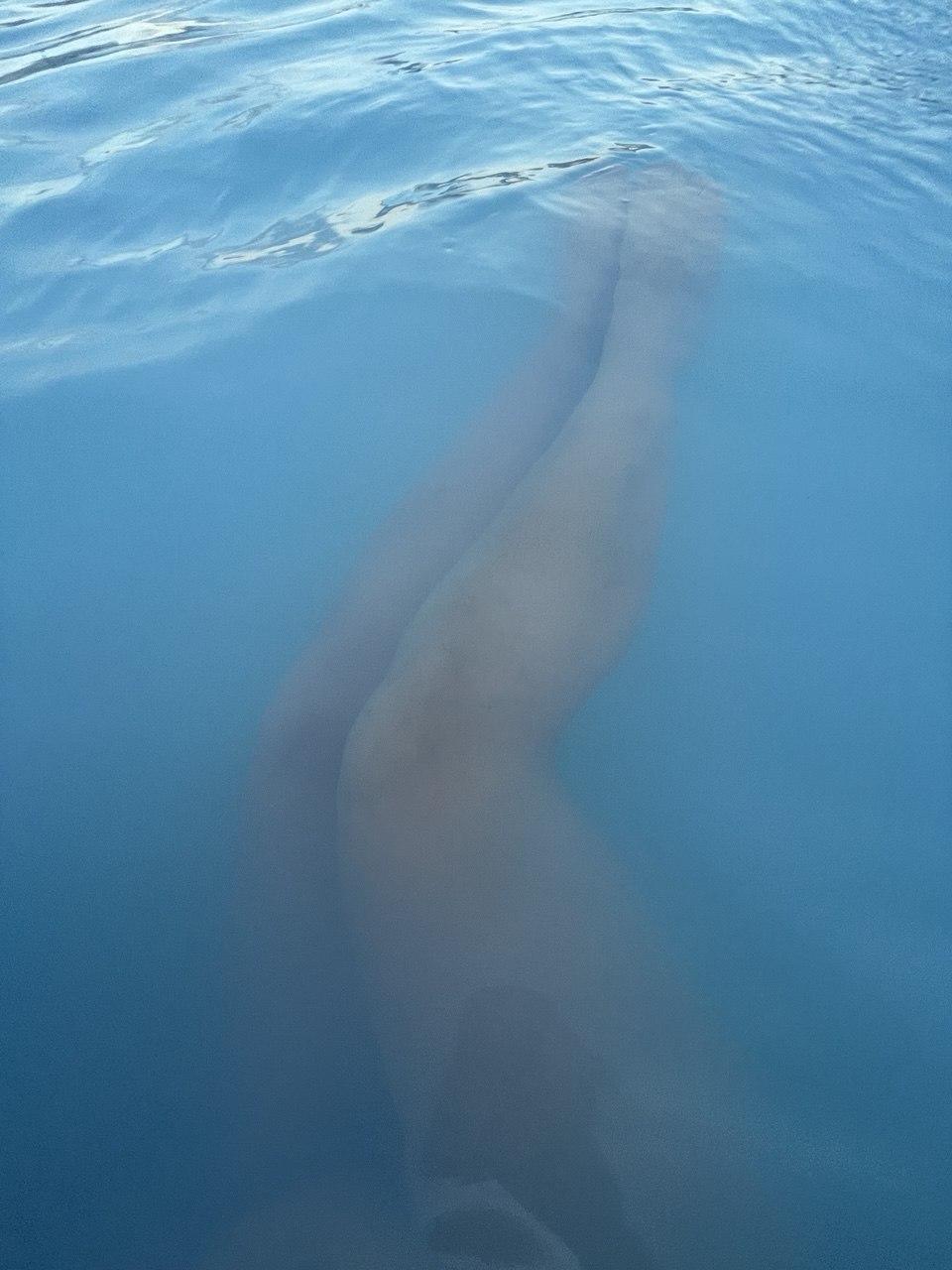 Image of cam model Sambucka from XloveCam