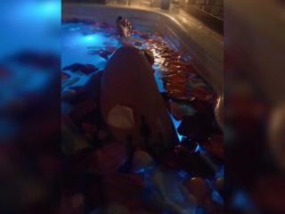 HikariCloe69 Videos Liveshows - Photo 247/428